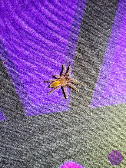 Pterinochilus murinus (RCF) WHOLESALE