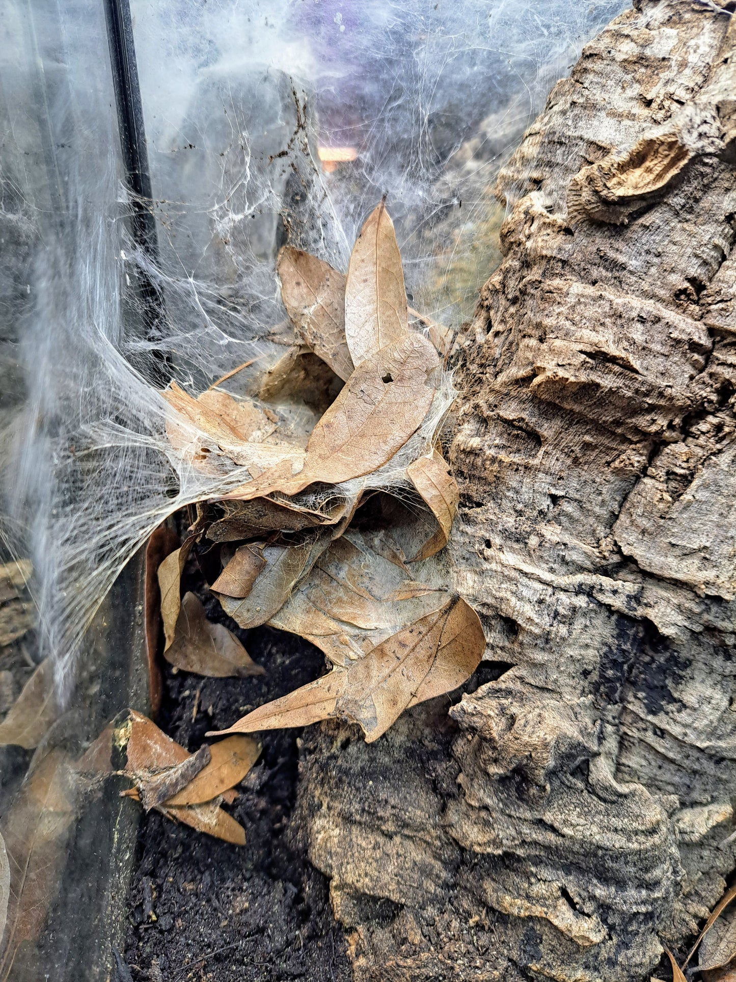 mixed oak leaf litter