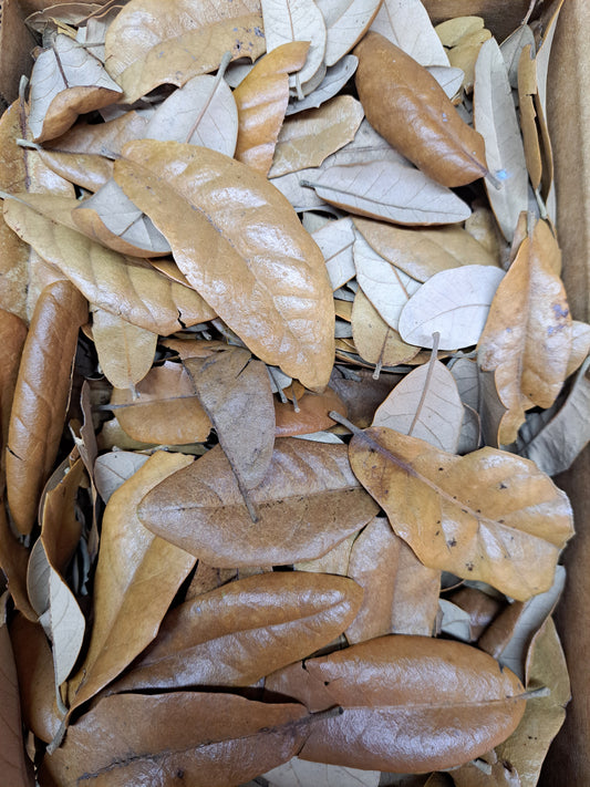 mixed oak leaf litter