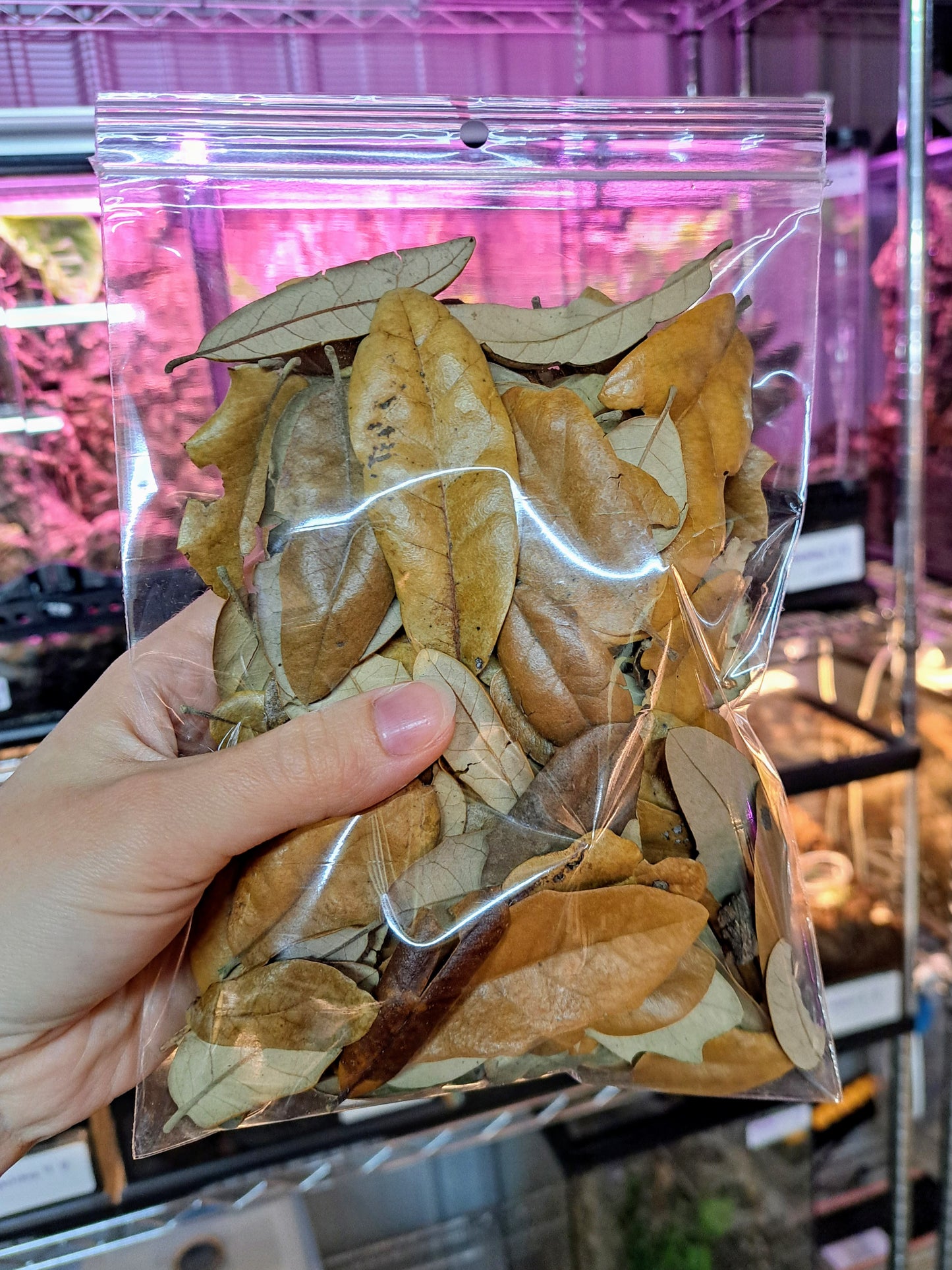 Image showcasing mixed oak leaf litter – Marshall Arachnids