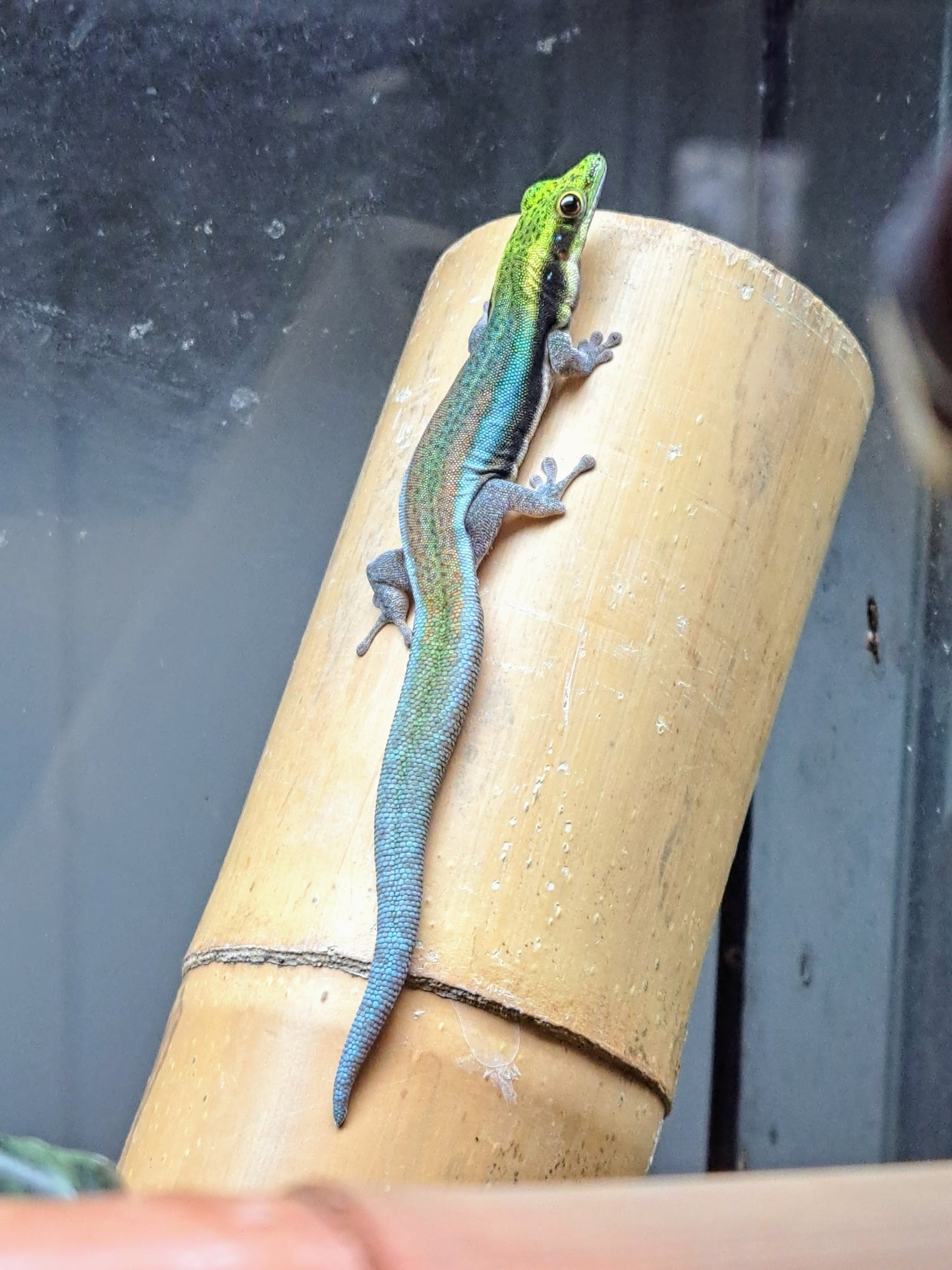 neon day gecko juvenile