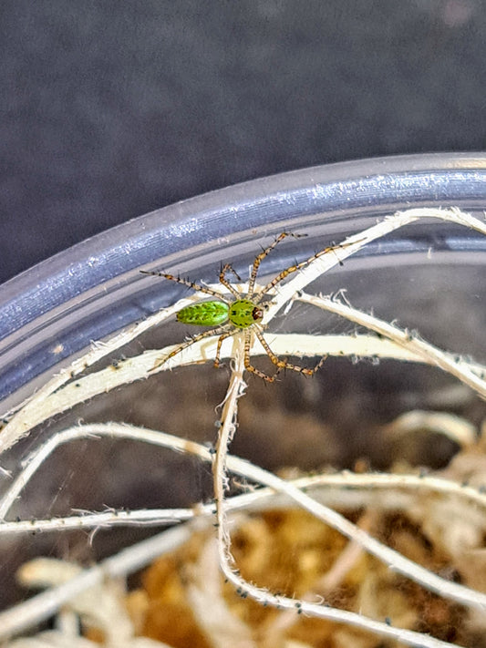 Peucetia viridans (green lynx spider) ¼"