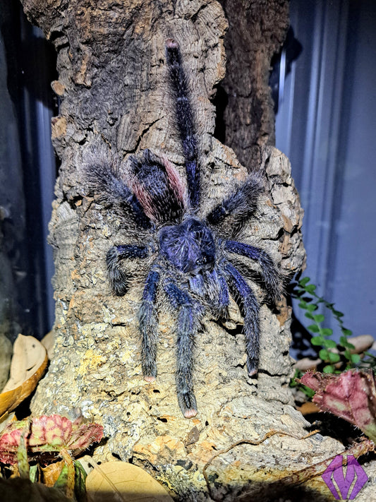 Avicularia juruensis m2 ("Peru purple") ¾"+