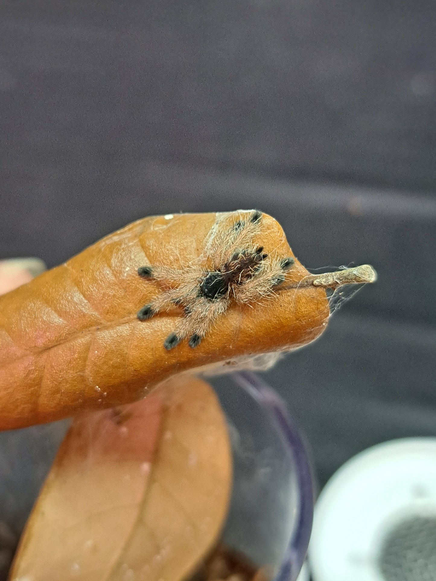 Avicularia variegata ½"+