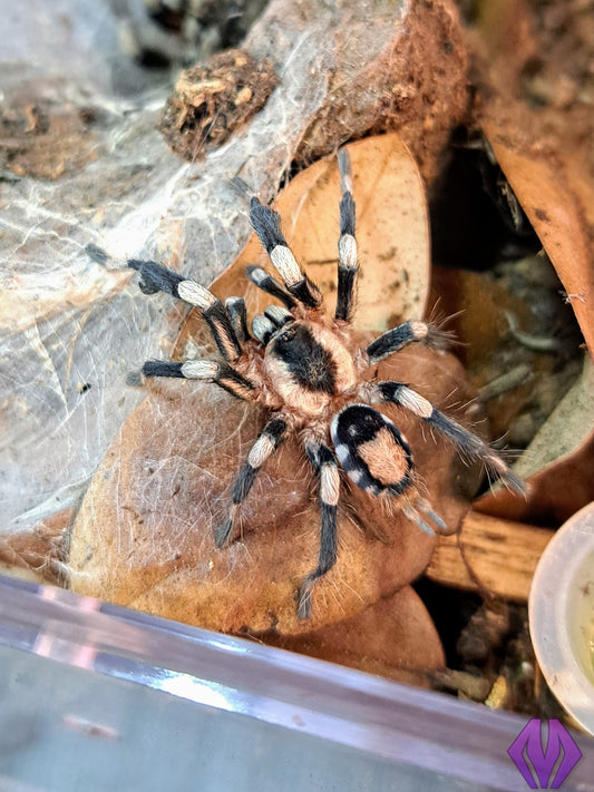 Cyriocosmus ritae ¼"+