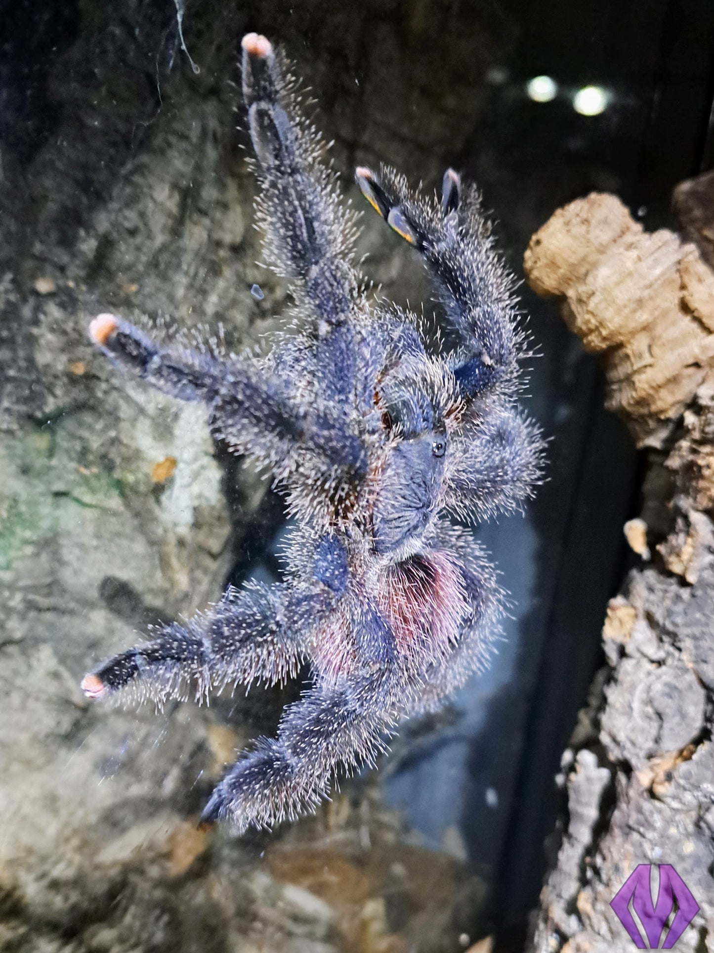 Avicularia juruensis m2 ("Peru purple") ½-¾" AVAILABLE NOW!