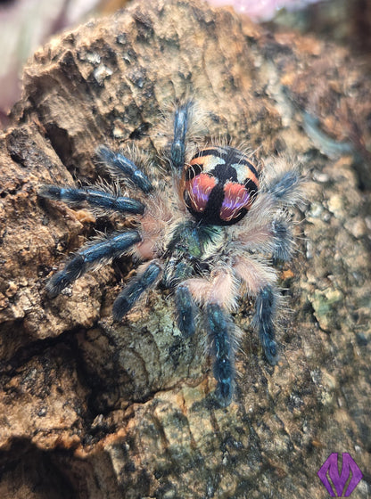 Typhochlaena seladonia ~⅛"