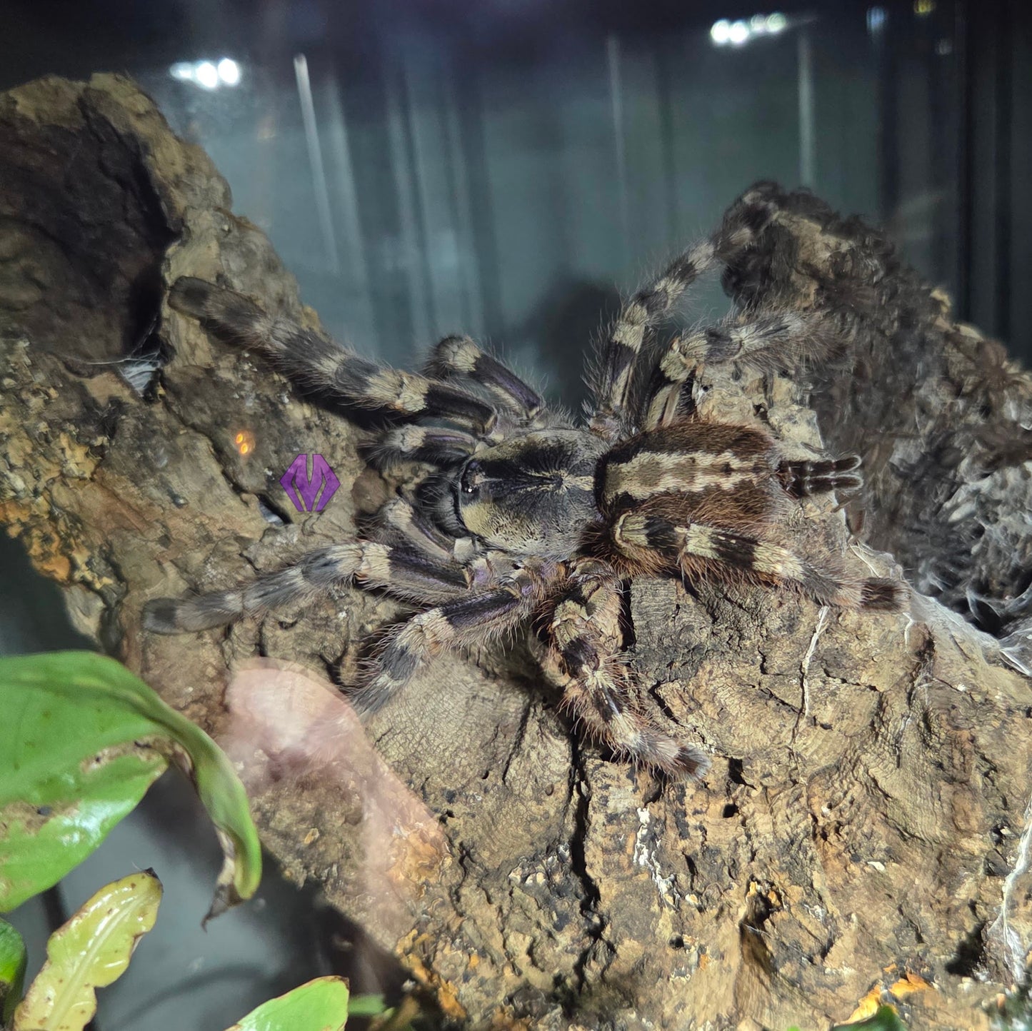 Poecilotheria formosa ~1" READY TO SHIP WEEK OF 7/20!