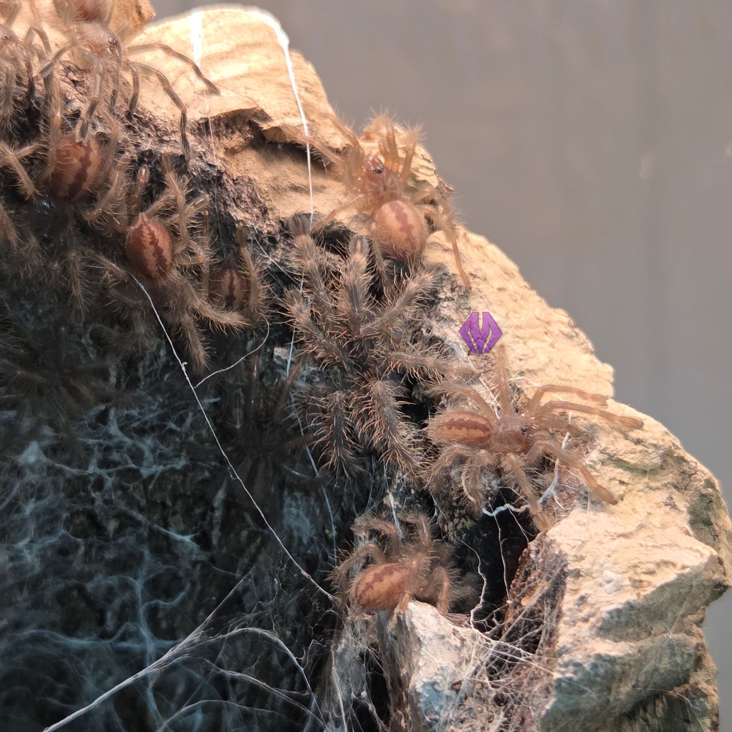 Poecilotheria formosa ~1" READY TO SHIP WEEK OF 7/20!