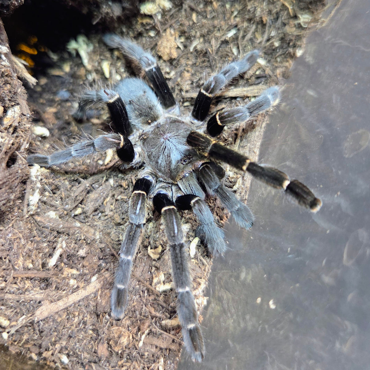 PROBABLE FEMALE O. sp. "Uthai Thani" 2.5"