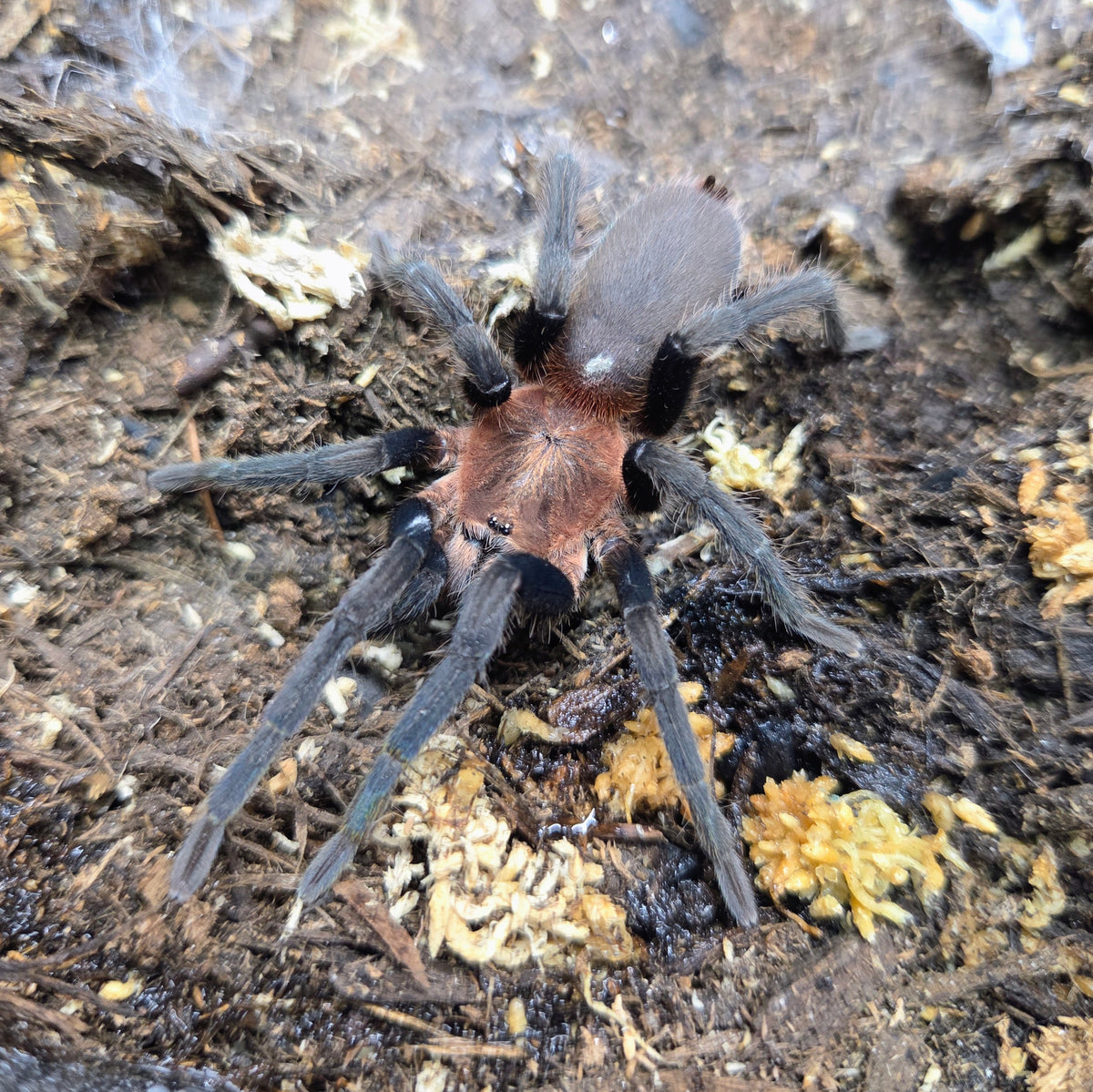 PROBABLE FEMALE Holothele longipes 3"