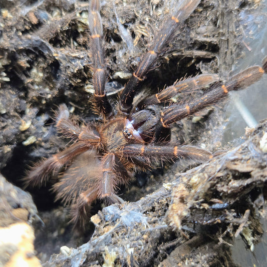 FEMALE Ephebopus rufescens (ready to ship 10/26)