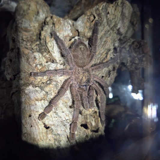 FEMALE Caribena laeta 2.5"