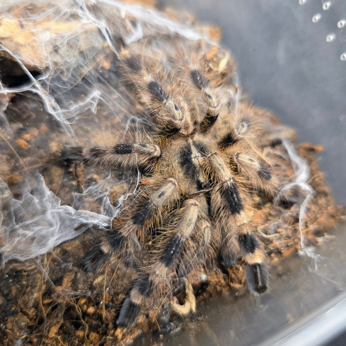 FEMALE Poecilotheria miranda 2.5" (ready to ship 10/26)