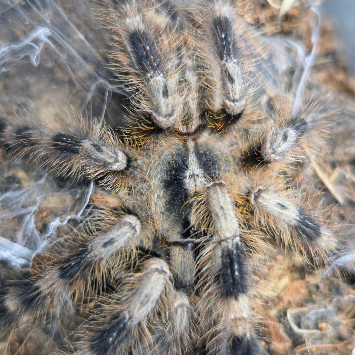FEMALE Poecilotheria miranda 2.5" (ready to ship 10/26)