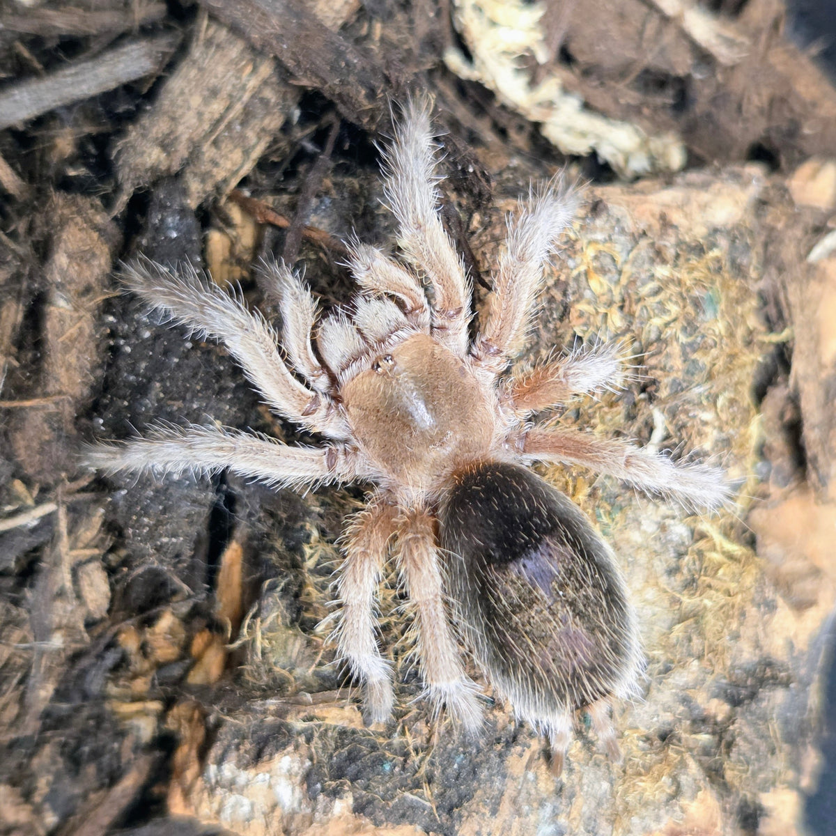 Grammostola rosea (NCF, ex porteri) 1.25"