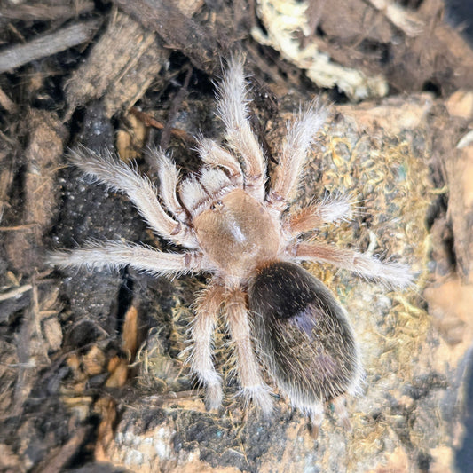 Grammostola rosea (NCF, ex porteri) 1.25"