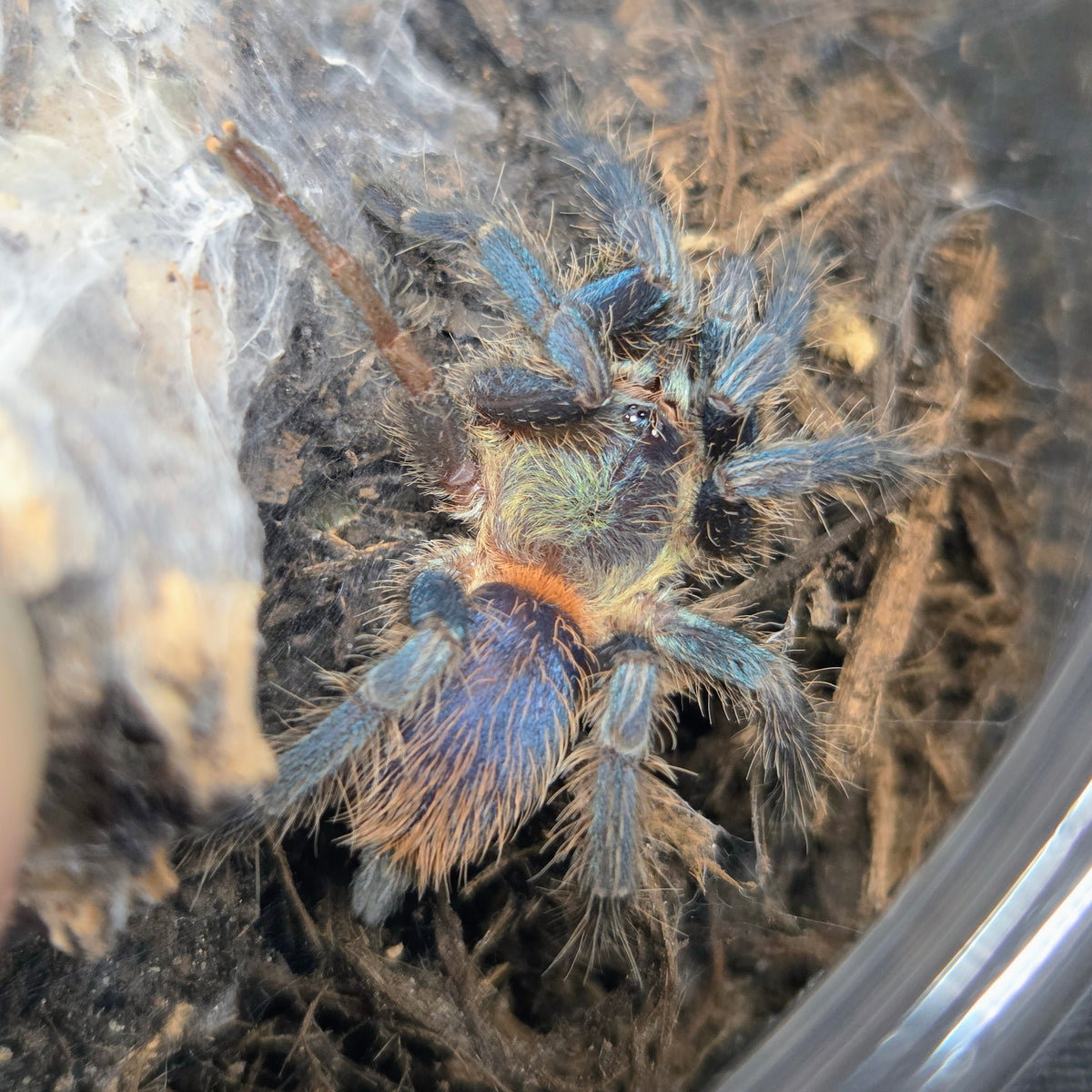 FEMALE Dolichothele diamantinensis 1.5"