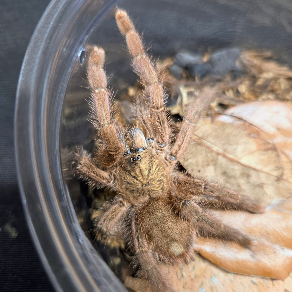 FEMALE Caribena laeta 2.5"