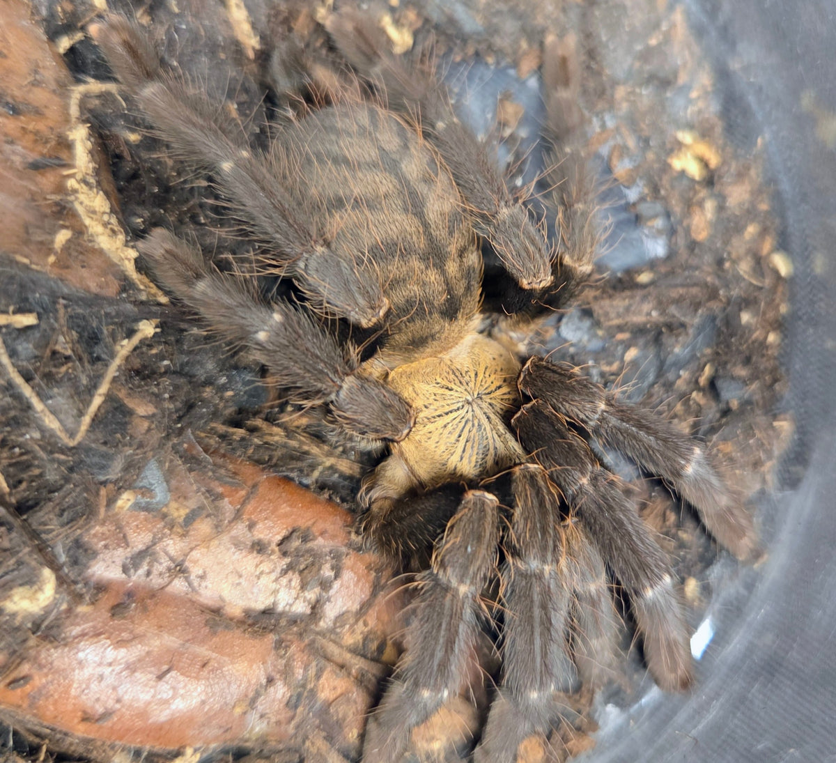 PROBABLE FEMALE Phormingochilus hatihati 3" (in premolt)