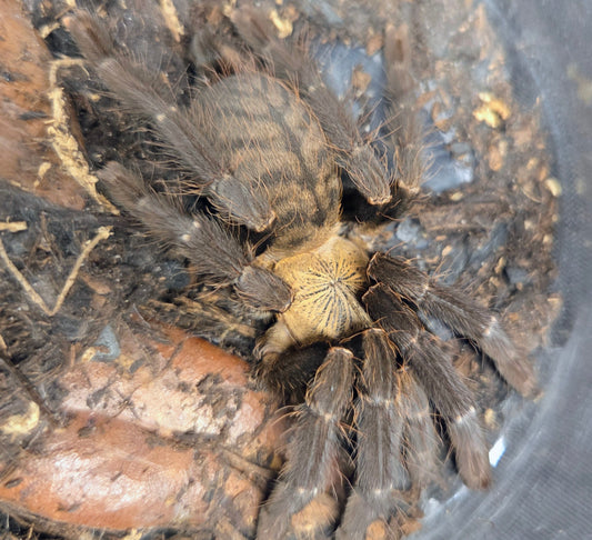 PROBABLE FEMALE Phormingochilus hatihati 3" (in premolt)