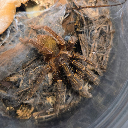 PROBABLE MALE Ephebopus rufescens 2"