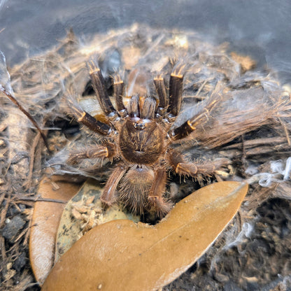 PROBABLE MALE Ephebopus rufescens 2"