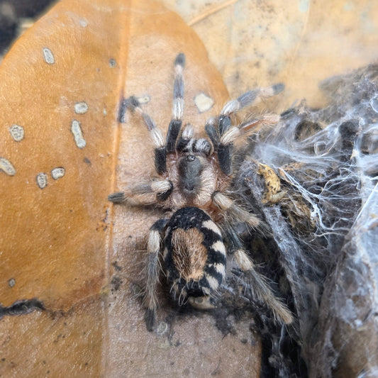 PROBABLE FEMALE Cyriocosmus ritae 1"