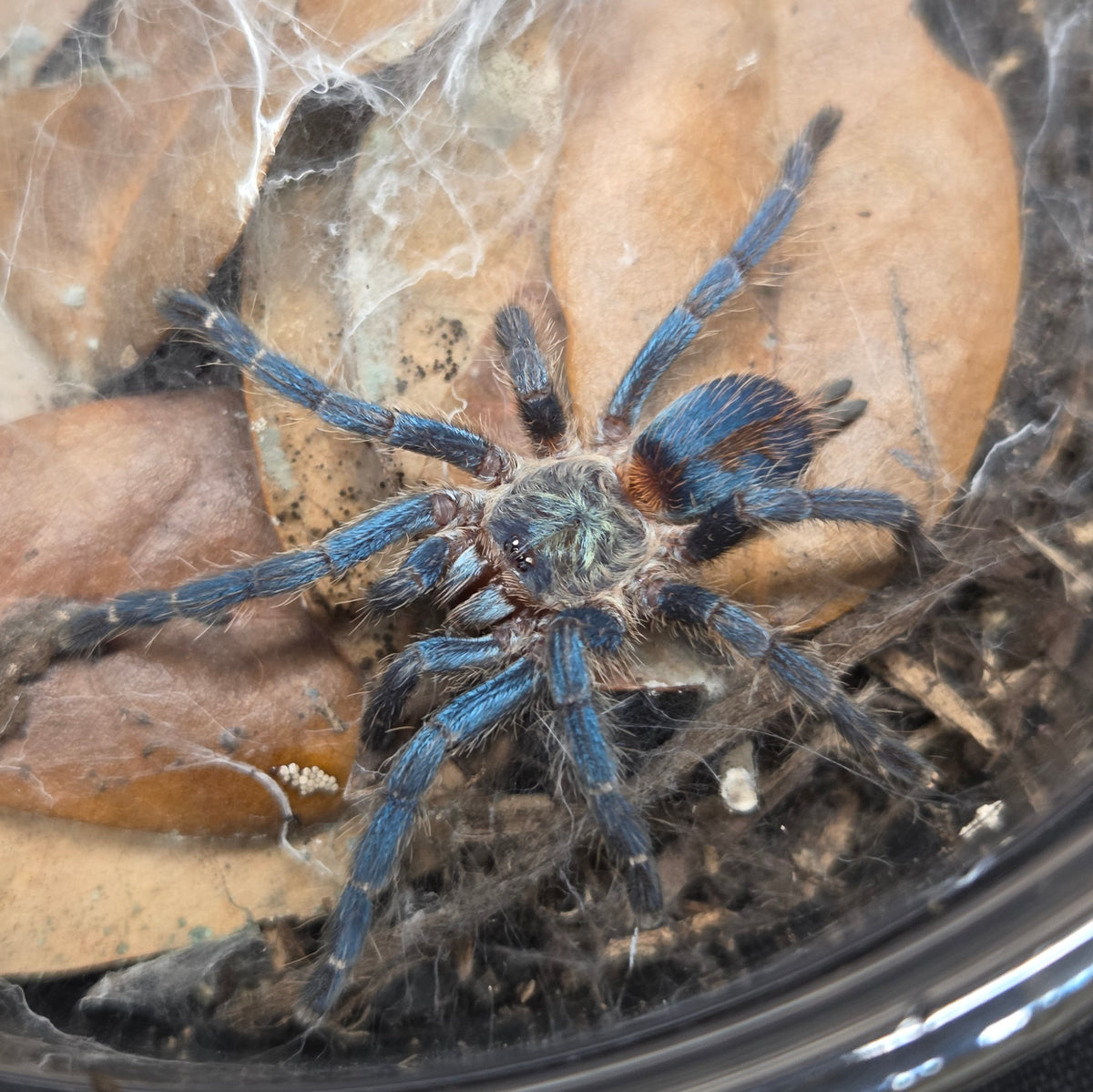 FEMALE Dolichothele diamantinensis 1.5" (funky abdomen pattern)
