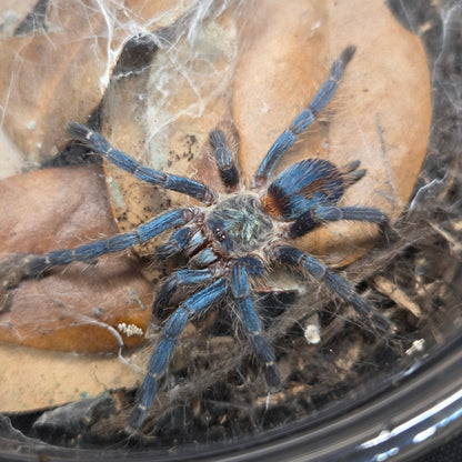 FEMALE Dolichothele diamantinensis 1.5" (funky abdomen pattern)