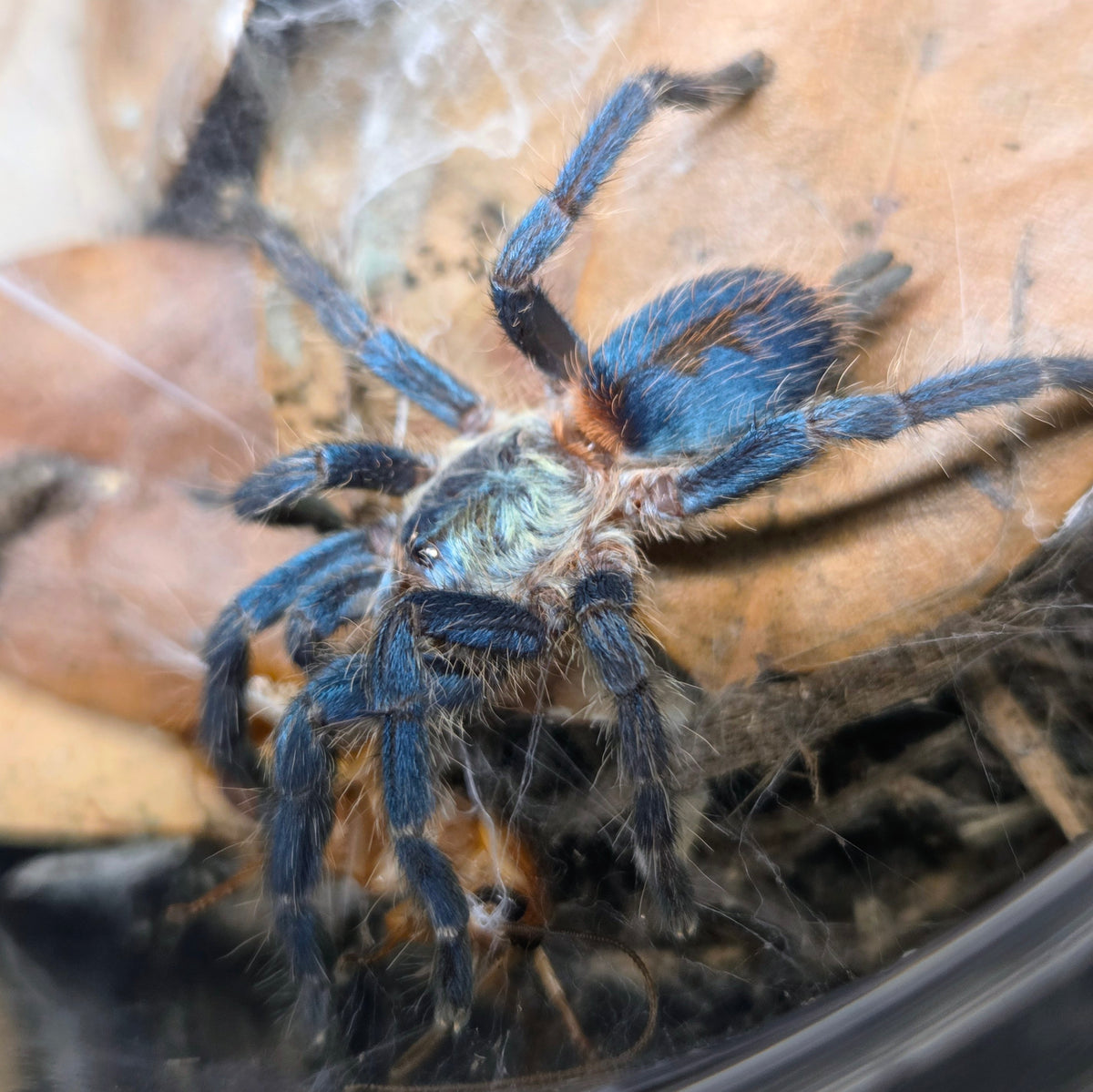 FEMALE Dolichothele diamantinensis 1.5" (funky abdomen pattern)