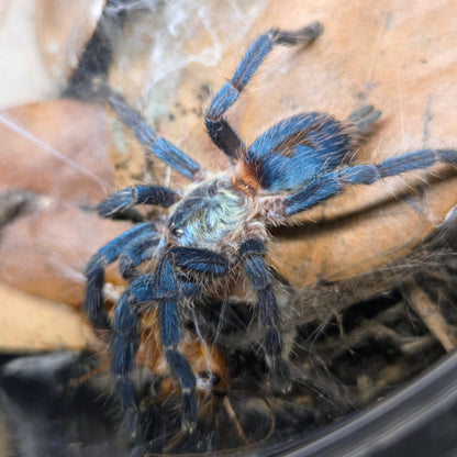 FEMALE Dolichothele diamantinensis 1.5" (funky abdomen pattern)