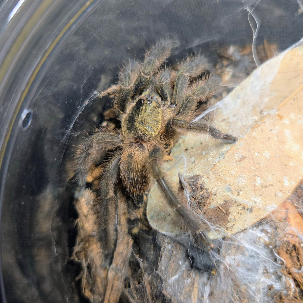 PROBABLE MALE Tapinauchenius rasti 1.5"