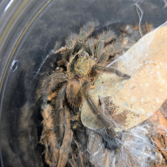PROBABLE MALE Tapinauchenius rasti 1.5"