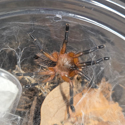 FEMALE Dolichothele rufoniger 1.5" (ready to ship 10/26)