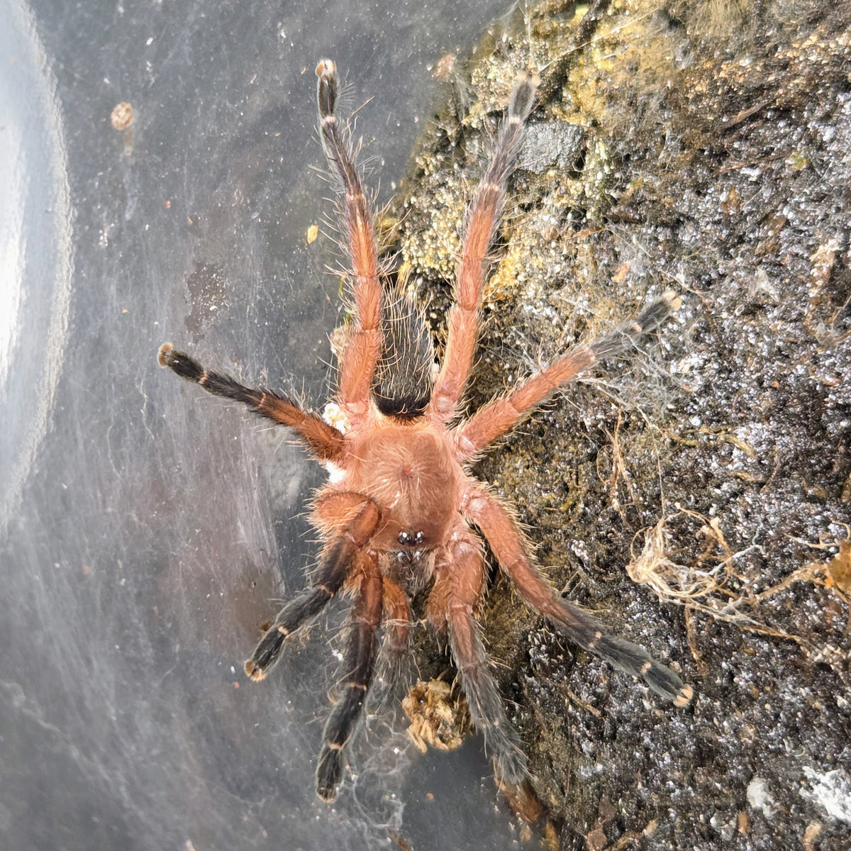 FEMALE Dolichothele rufoniger 1.5" (ready to ship 10/26)
