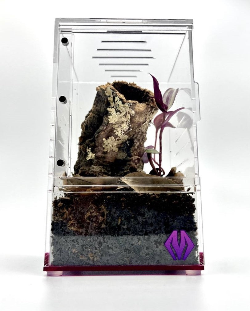 purplebox 4x4x7 spiderling habitat kit