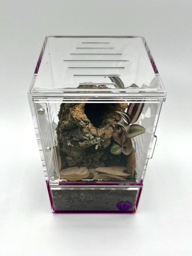 purplebox 4x4x7 spiderling habitat kit