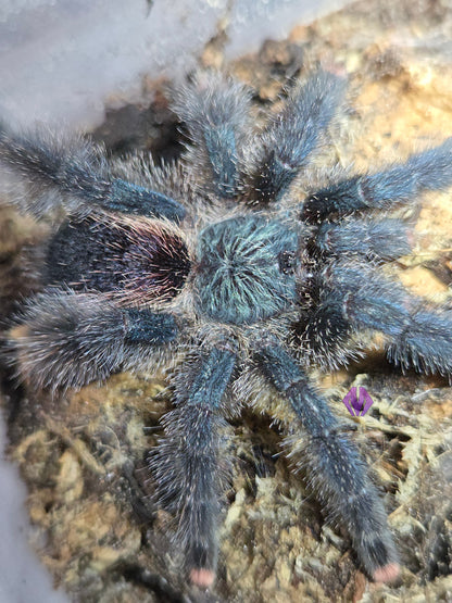 Avicularia avicularia m6 (ex metallica) ½-¾" AVAILABLE NOW!