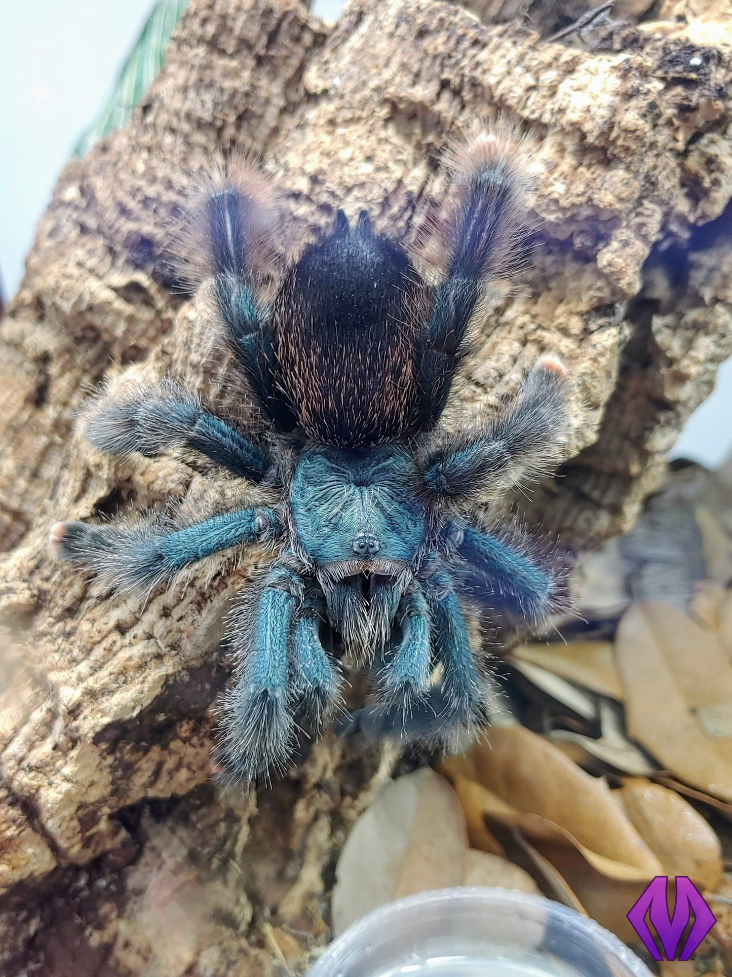 Avicularia avicularia m1 ½-¾" WHOLESALE