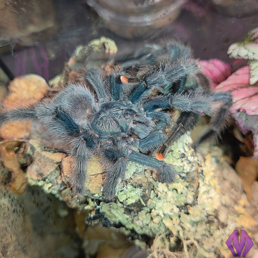 Avicularia geroldi ½-¾" COMING SOON!