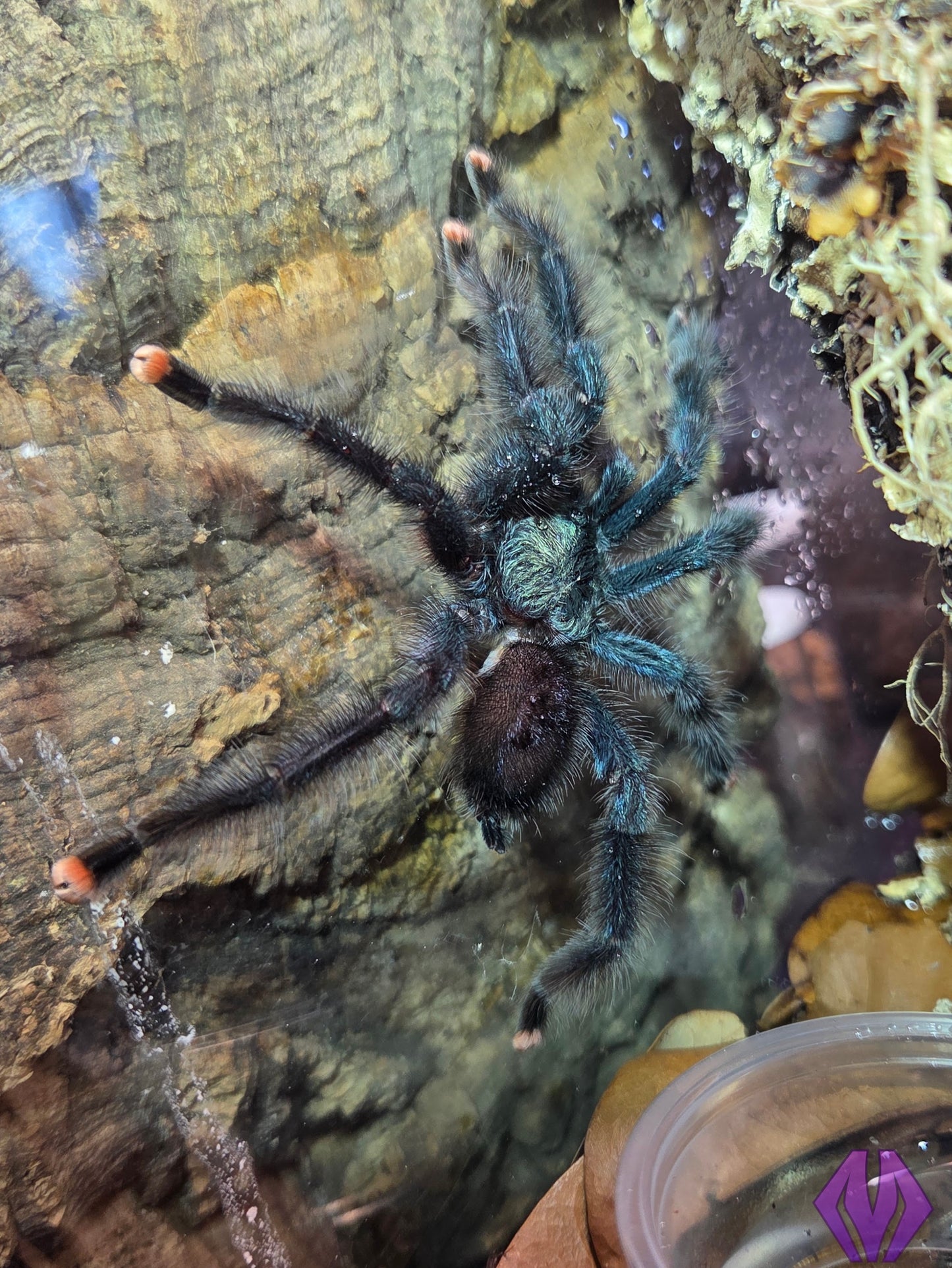 Avicularia geroldi ½-¾"