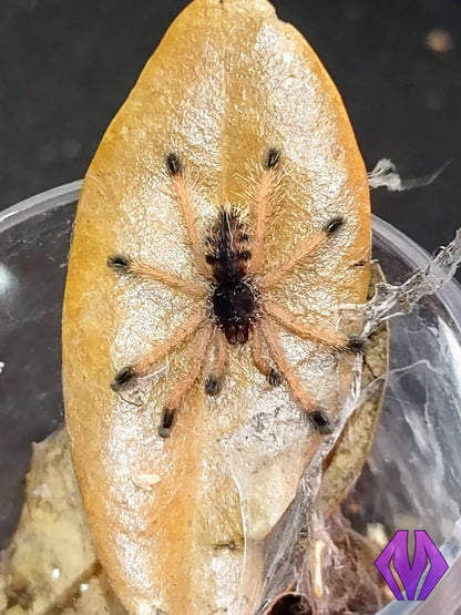 Avicularia juruensis m2 ("Peru purple") ½-¾" AVAILABLE NOW!