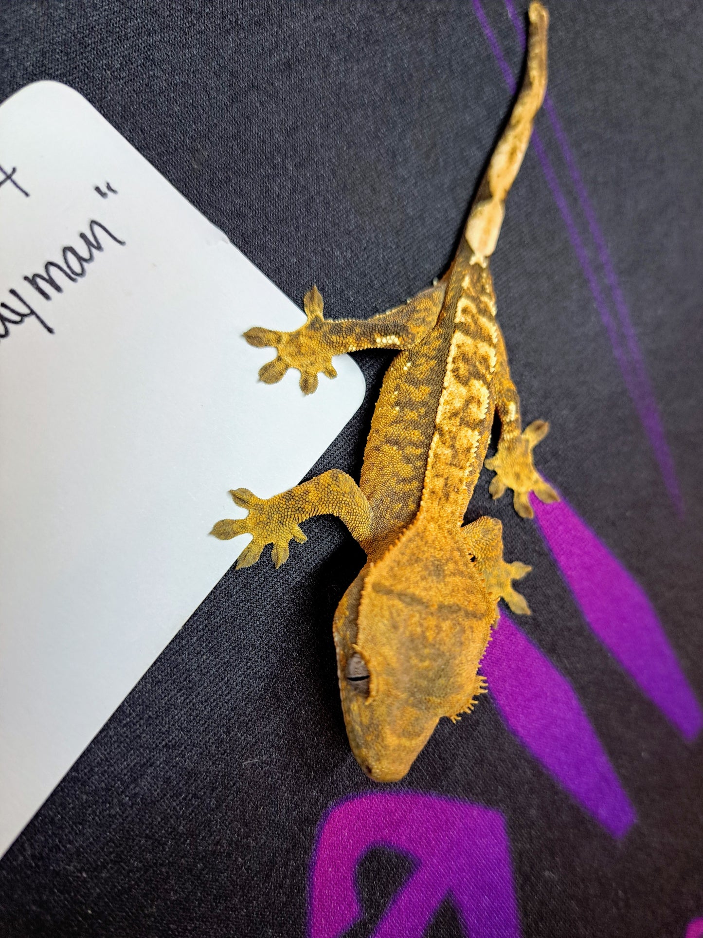 crested gecko "Rayman"