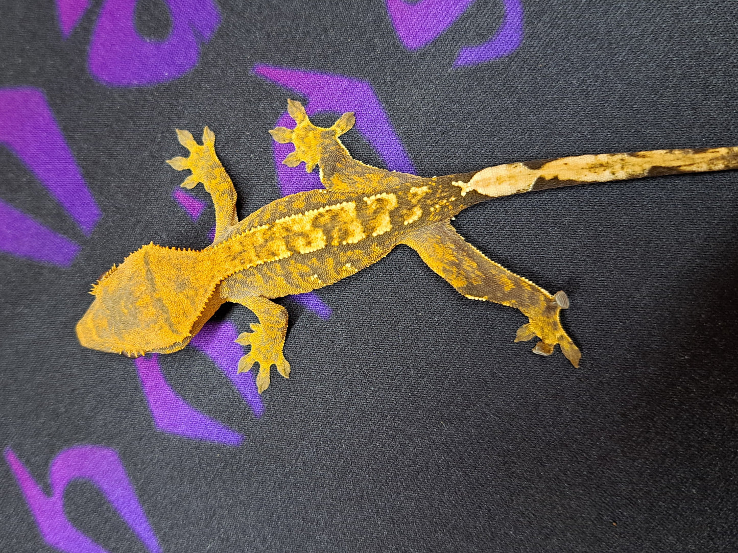 crested gecko "Rayman"