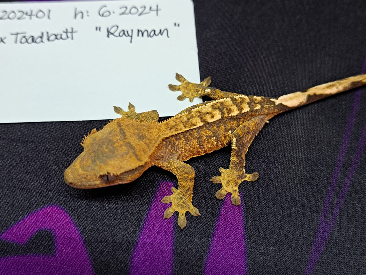 crested gecko "Rayman"