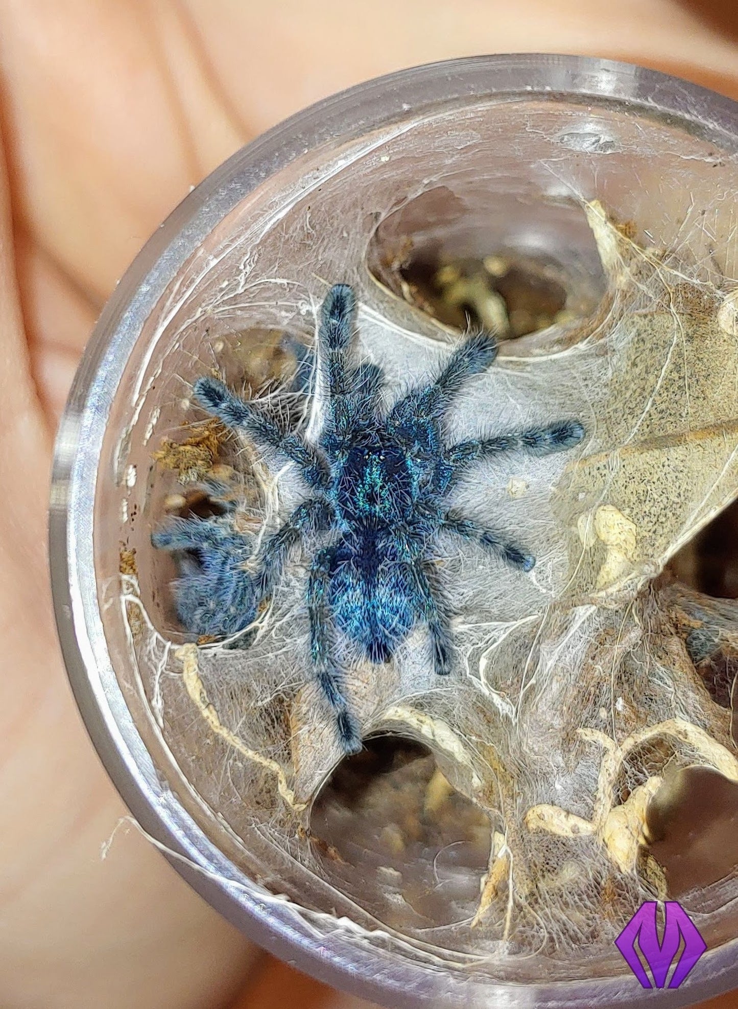 Caribena versicolor ½-¾" 4-PACK!