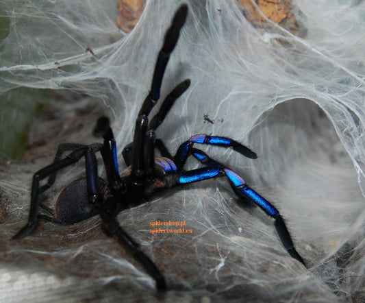 Chilobrachys natanicharum (ex "electric blue") ½-¾"