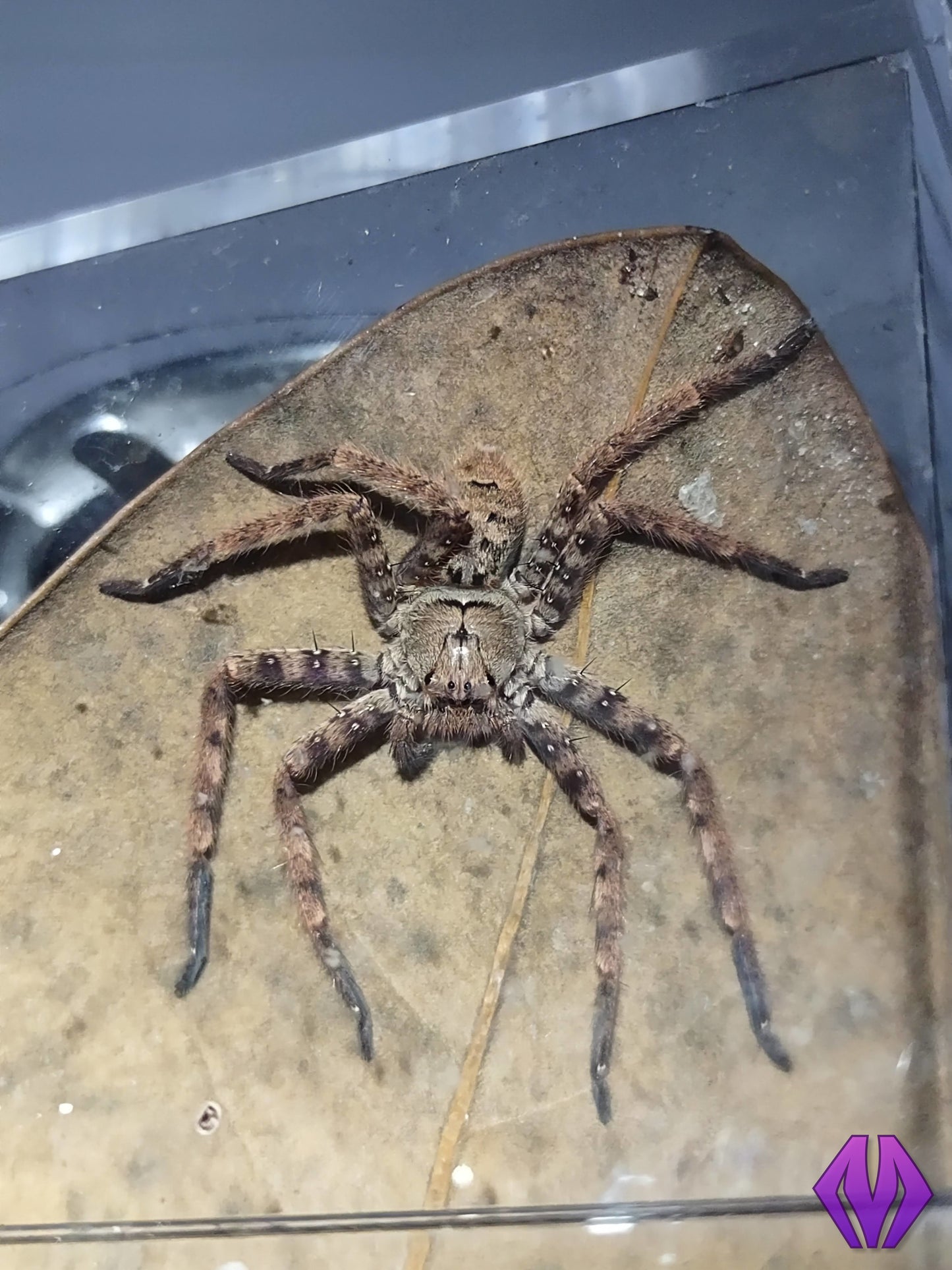 Heteropoda lunula ½"