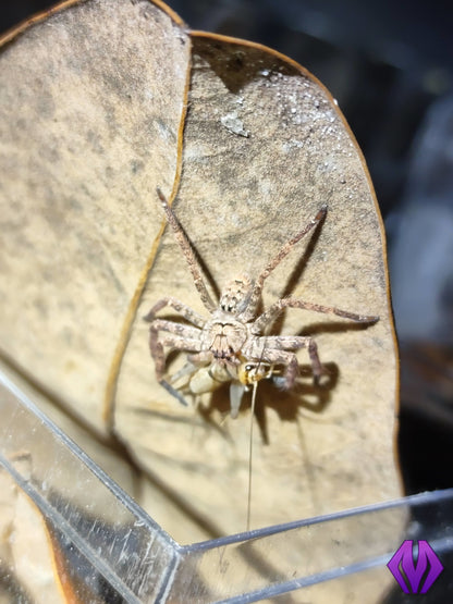 Heteropoda lunula ½"